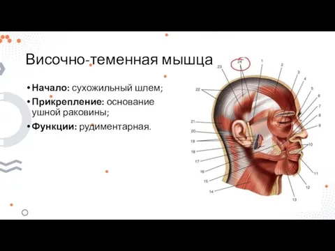 Височно-теменная мышца Начало: сухожильный шлем; Прикрепление: основание ушной раковины; Функции: рудиментарная.