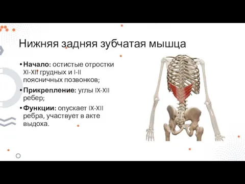 Нижняя задняя зубчатая мышца Начало: остистые отростки XI-XII грудных и I-II поясничных