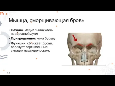 Мышца, сморщивающая бровь Начало: медиальная часть надбровной дуги; Прикрепление: кожа брови; Функции: