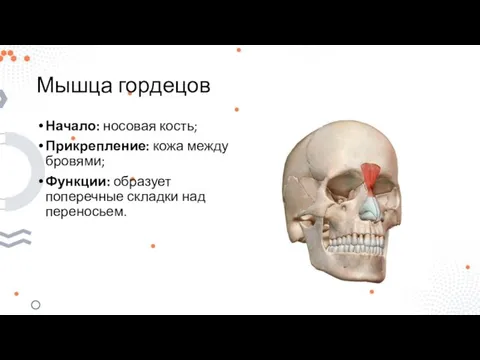 Мышца гордецов Начало: носовая кость; Прикрепление: кожа между бровями; Функции: образует поперечные складки над переносьем.