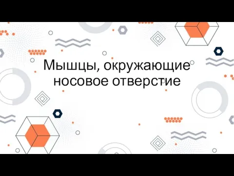 Мышцы, окружающие носовое отверстие