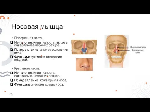 Носовая мышца Поперечная часть: Начало: верхняя челюсть, выше и латеральнее верхних резцов;