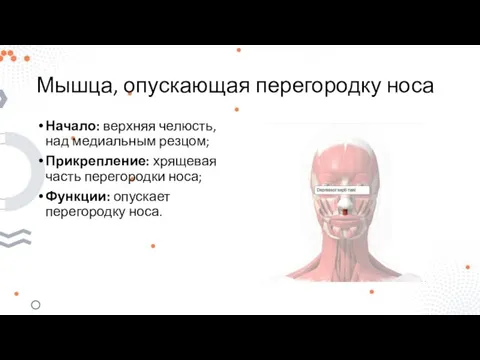 Мышца, опускающая перегородку носа Начало: верхняя челюсть, над медиальным резцом; Прикрепление: хрящевая