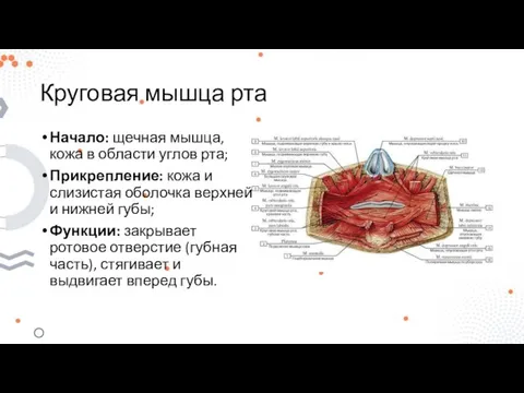 Круговая мышца рта Начало: щечная мышца, кожа в области углов рта; Прикрепление: