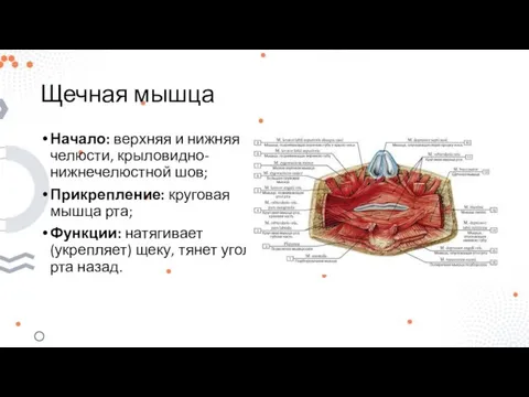 Щечная мышца Начало: верхняя и нижняя челюсти, крыловидно-нижнечелюстной шов; Прикрепление: круговая мышца