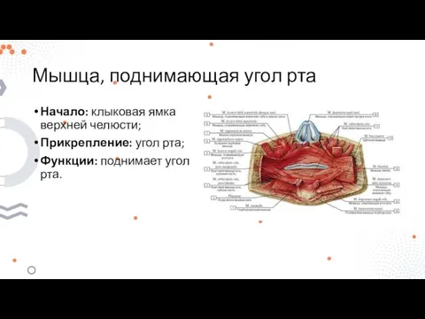 Мышца, поднимающая угол рта Начало: клыковая ямка верхней челюсти; Прикрепление: угол рта; Функции: поднимает угол рта.