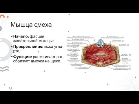 Мышца смеха Начало: фасция жевательной мышцы; Прикрепление: кожа угла рта; Функции: растягивает