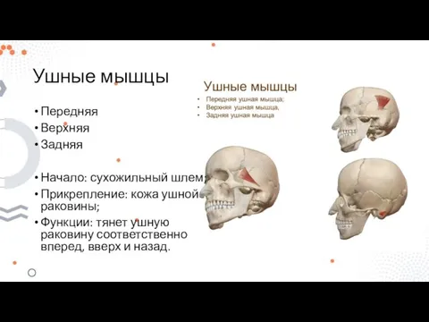 Ушные мышцы Передняя Верхняя Задняя Начало: сухожильный шлем; Прикрепление: кожа ушной раковины;