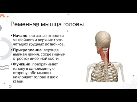 Ременная мышца головы Начало: остистые отростки VII шейного и верхних трех-четырех грудных