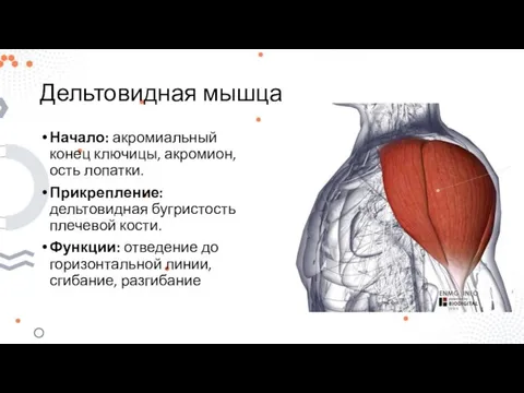 Дельтовидная мышца Начало: акромиальный конец ключицы, акромион, ость лопатки. Прикрепление: дельтовидная бугристость