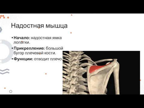 Надостная мышца Начало: надостная ямка лопатки. Прикрепление: большой бугор плечевой кости. Функции: отводит плечо.