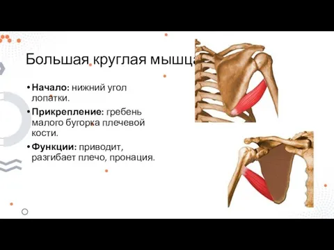 Большая круглая мышца Начало: нижний угол лопатки. Прикрепление: гребень малого бугорка плечевой