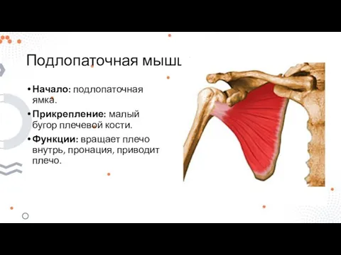 Подлопаточная мышца Начало: подлопаточная ямка. Прикрепление: малый бугор плечевой кости. Функции: вращает