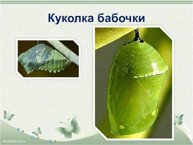 Куколка бабочки