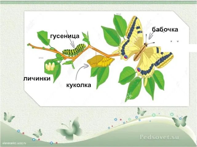 личинки гусеница куколка бабочка