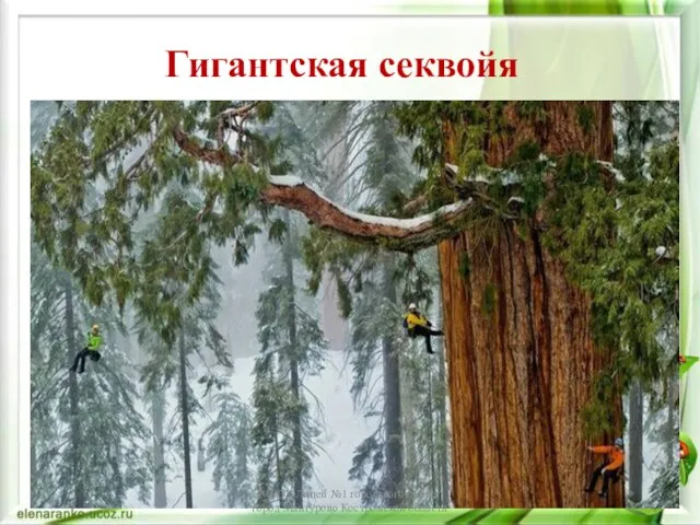 Гигантская секвойя МБОУ Лицей №1 городского округа город Мантурово Костромской области