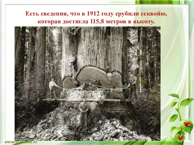 Есть сведения, что в 1912 году срубили секвойю, которая достигла 115,8 метров