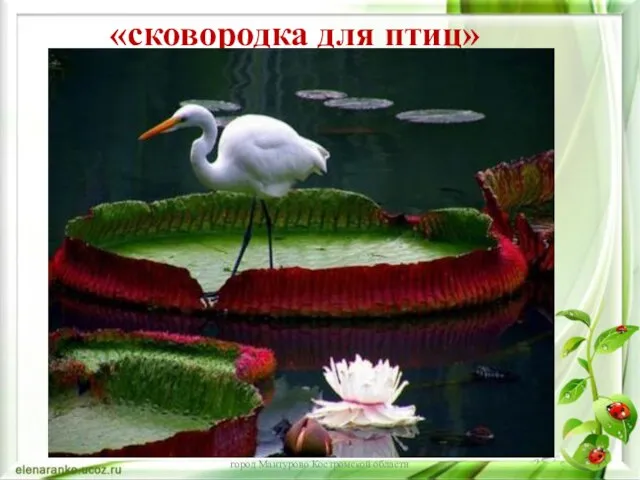 «сковородка для птиц» МБОУ Лицей №1 городского округа город Мантурово Костромской области