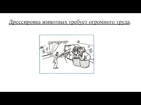 Дрессировка животных требует огромного труда.