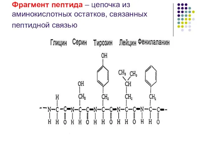 Фрагмент пептида – цепочка из аминокислотных остатков, связанных пептидной связью