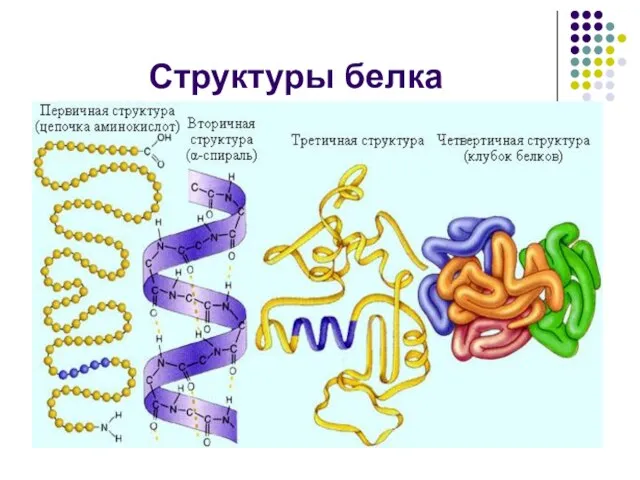 Структуры белка