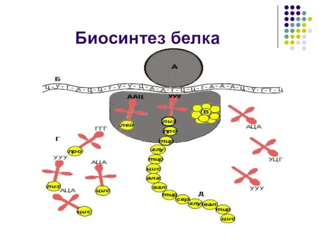 Биосинтез белка