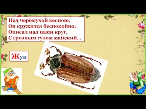 Над черёмухой весною, Он кружится беспокойно. Описал над нами круг, С грозным гулом майский… Жук