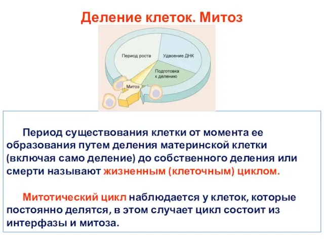 Деление клеток. Митоз Период существования клетки от момента ее образования путем деления