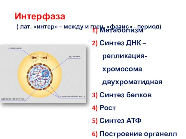 Интерфаза ( лат. «интер» – между и греч. «фазис» - период) 1)