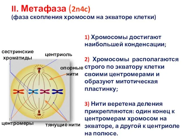 II. Метафаза (2n4c) (фаза скопления хромосом на экваторе клетки) сестринские хроматиды центриоль
