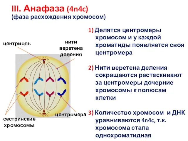 III. Анафаза (4n4c) (фаза расхождения хромосом) центромера сестринские хромосомы центриоль нити веретена