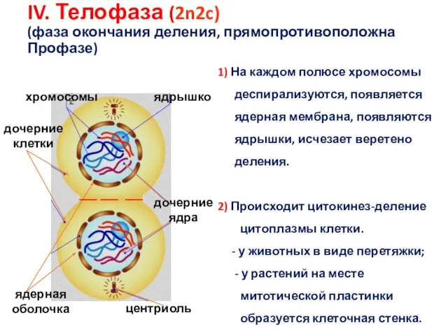 IV. Телофаза (2n2c) (фаза окончания деления, прямопротивоположна Профазе) дочерние клетки центриоль хромосомы
