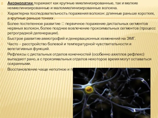 Аксонопатии поражают как крупные миелинизированные, так и мелкие немиелинизированные и маломиелинизированные волокна.