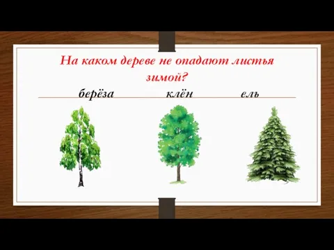 На каком дереве не опадают листья зимой? берёза клён ель