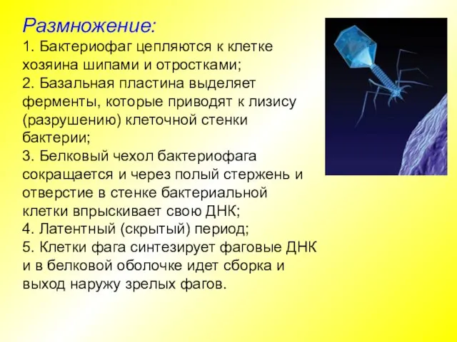 Размножение: 1. Бактериофаг цепляются к клетке хозяина шипами и отростками; 2. Базальная