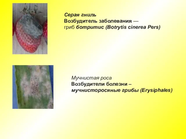Серая гниль Возбудитель заболевания — гриб ботритис (Botrytis cinerea Pers) Мучнистая роса