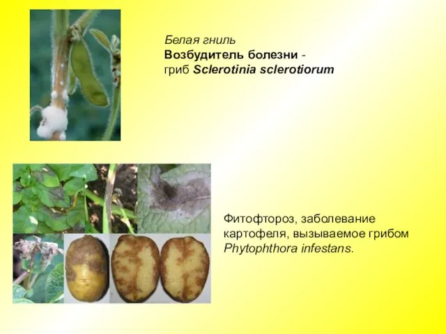 Белая гниль Возбудитель болезни - гриб Sclerotinia sclerotiorum Фитофтороз, заболевание картофеля, вызываемое грибом Phytophthora infestans.
