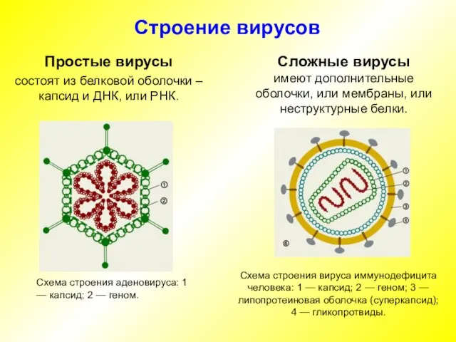Строение вирусов Простые вирусы состоят из белковой оболочки – капсид и ДНК,