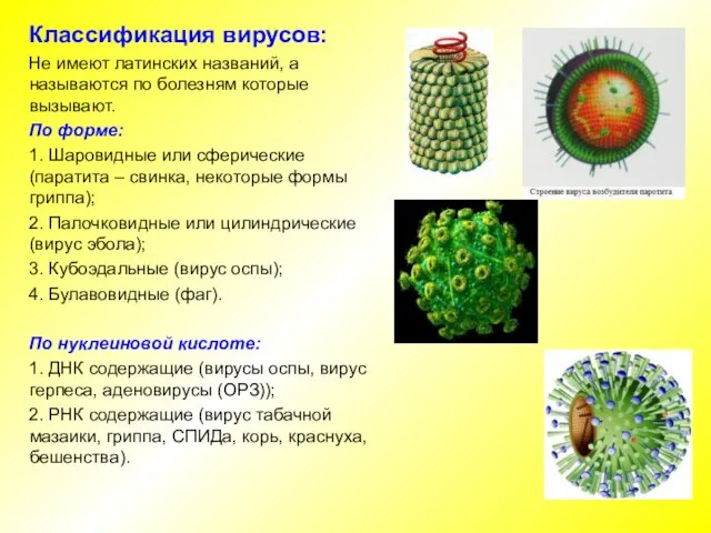 Классификация вирусов: Не имеют латинских названий, а называются по болезням которые вызывают.