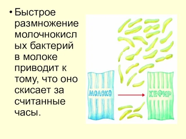 Быстрое размножение молочнокислых бактерий в молоке приводит к тому, что оно скисает за считанные часы.