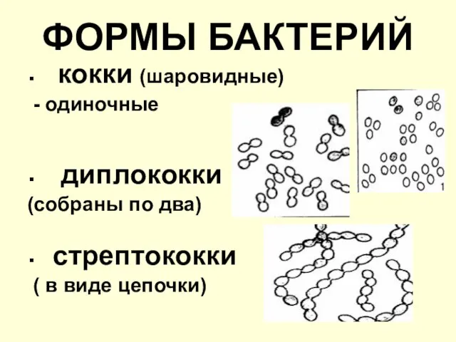 ФОРМЫ БАКТЕРИЙ кокки (шаровидные) - одиночные диплококки (собраны по два) стрептококки ( в виде цепочки)