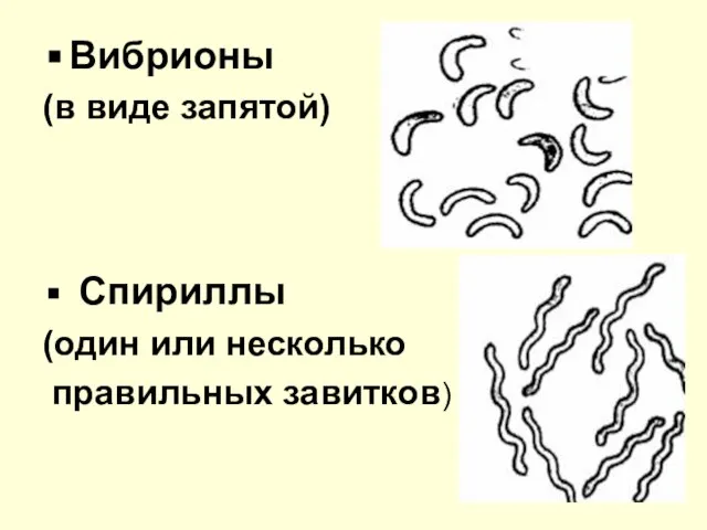 Вибрионы (в виде запятой) Спириллы (один или несколько правильных завитков)