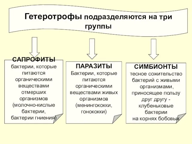 Гетеротрофы подразделяются на три группы САПРОФИТЫ бактерии, которые питаются органическими веществами отмерших