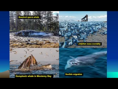 Beached sperm whale Humpback whale in Monterey Bay Jellyfish mass mortality Sunfish migration