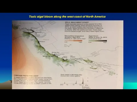 Toxic algal bloom along the west coast of North America