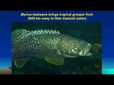 Marine heatwave brings tropical grouper from 3000 km away to New Zealand waters