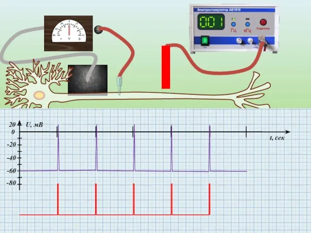 0 -20 -40 -60 20 U, мВ t, сек -80