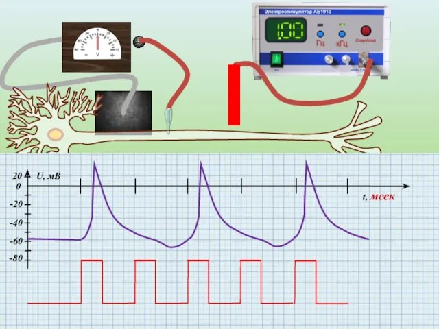 0 -20 -40 -60 20 U, мВ t, мсек -80