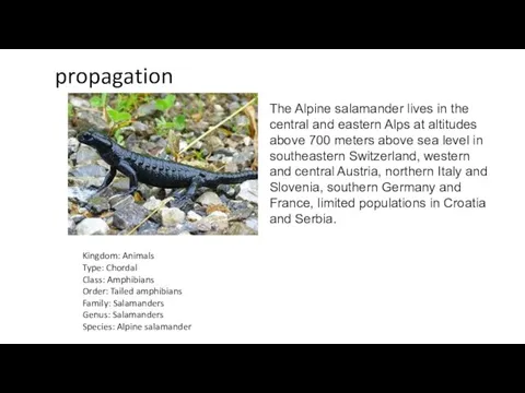 propagation The Alpine salamander lives in the central and eastern Alps at