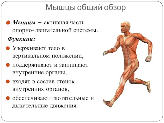 Мышцы общий обзор Мышцы – активная часть опорно-двигательной системы. Функции: Удерживают тело